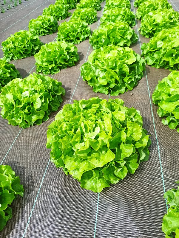 salades