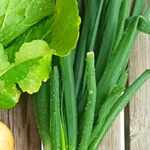 Botte d’Oignons nouveaux