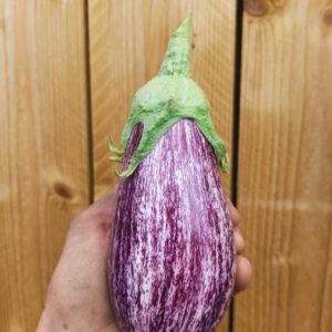 1 Aubergine zébrée