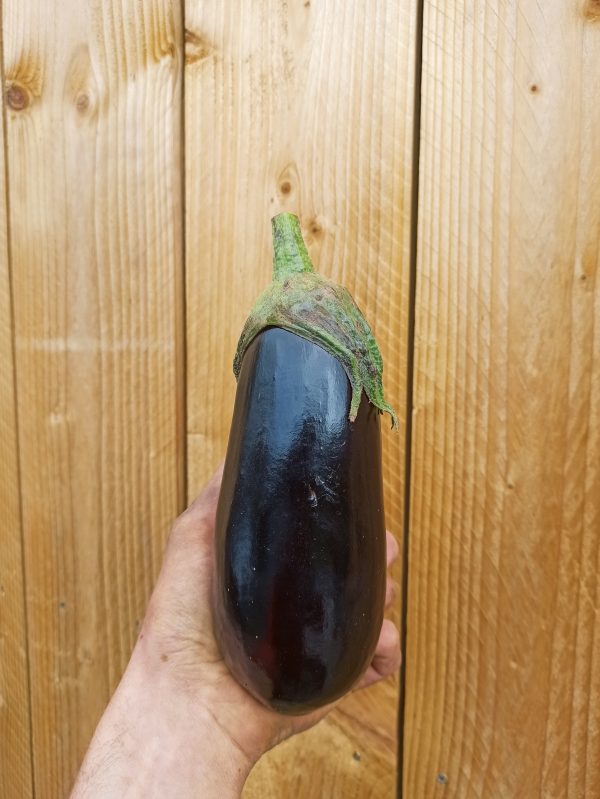 1 Aubergine noir allongée