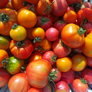 Tomates anciennes (500gr)
