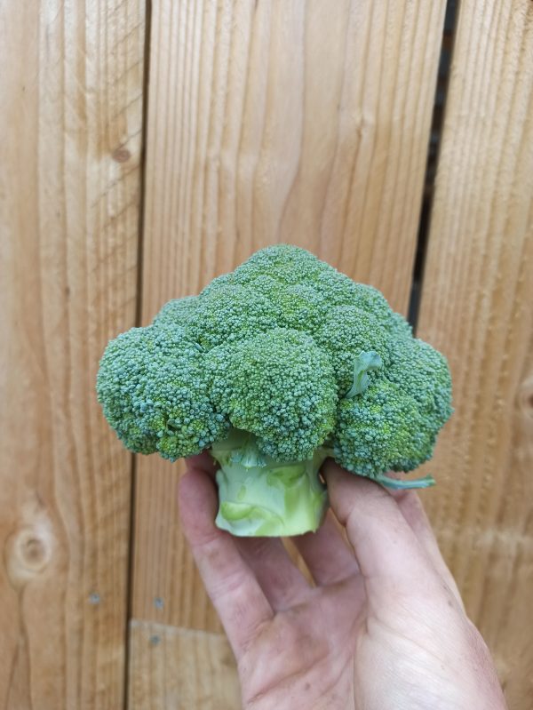 Brocolis (500 g)