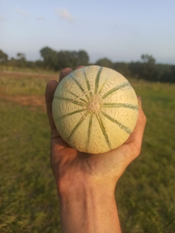 1 Melon