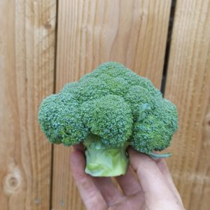 Brocolis (500 g)