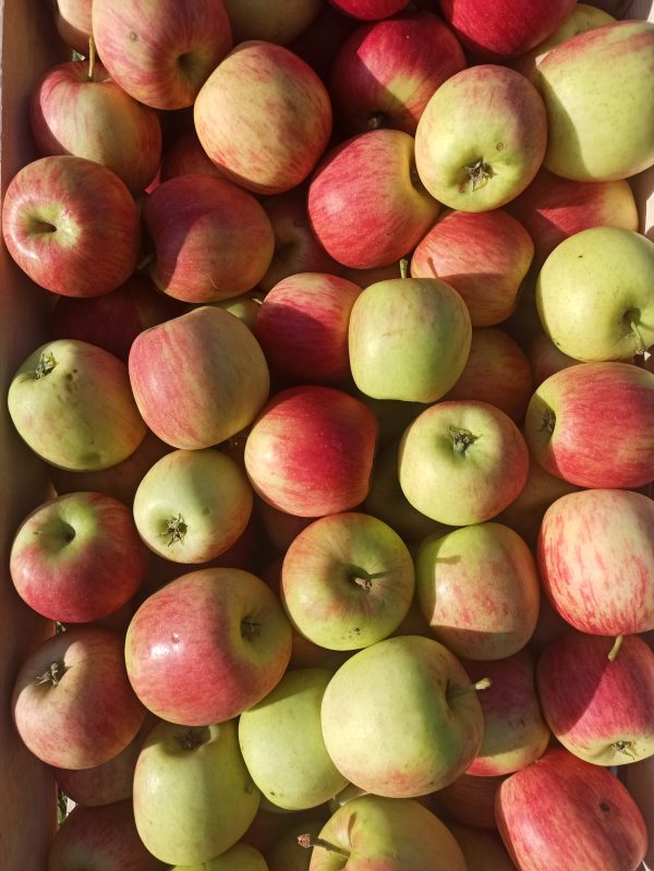 1Kg Pommes