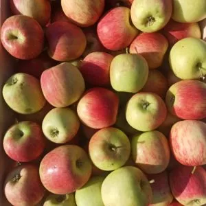 1Kg Pommes bio