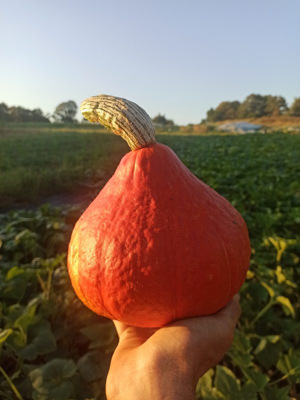 Courge Potimarron