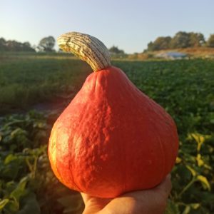 Courge Potimarron