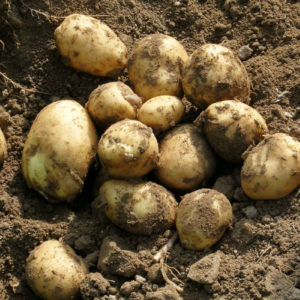 Pommes de terre jaune (500gr)