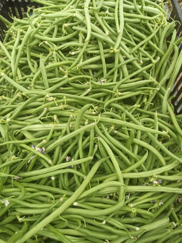 Haricots verts (500gr)
